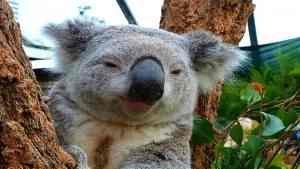 Angry_Koala