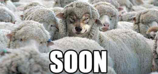 Hilarious and Comedic Pictures of sheep