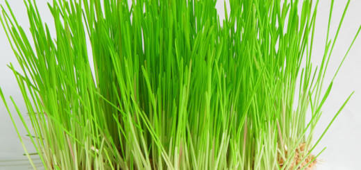 Amazing Health Benefits of Wheatgrass